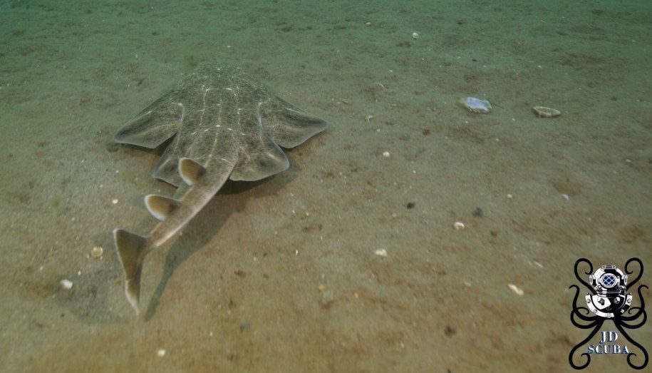 Kamery uchwyciły rekina anioła. To krytycznie zagrożony gatunek