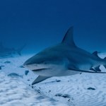 ​Rekin atakuje trzy razy. Dramatyczne sceny w Sydney