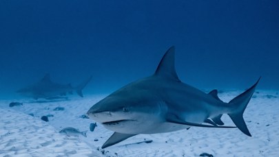 ​Rekin atakuje trzy razy. Dramatyczne sceny w Sydney