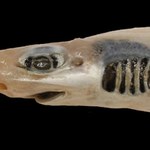 Rekin bez skóry - naukowcy nigdy czegoś takiego nie widzieli
