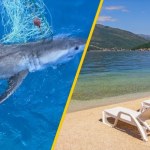 Rekin biały w Adriatyku. Zachowaj ostrożność, nie pływaj o świcie!