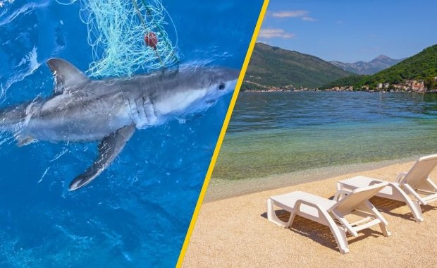 Rekin biały w Adriatyku. Zachowaj ostrożność, nie pływaj o świcie!