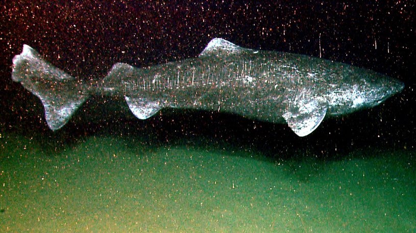 Rekin grenlandzki może żyć ponad 400 lat! /NOAA Okeanos Explorer Program/domena publiczna /Wikipedia