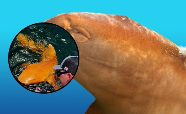 Rekin jak z kreskówki! Niezwykłe odkrycie 