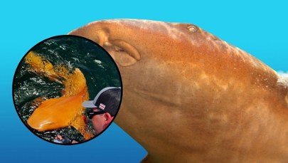 Rekin jak z kreskówki! Niezwykłe odkrycie 