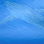 Rekin ludojad u wybrzeży Majorki. Pierwszy od kilkudziesięciu lat