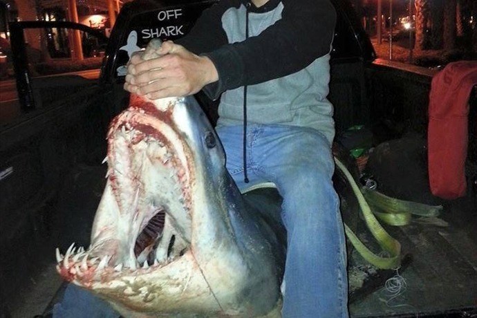 Rekin miał ponad 3 metry długości i ważył 270 kilogramów /Facebook /materiały prasowe