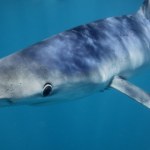 Rekin na zachodnim wybrzeżu Portugalii. Co się dzieje na plażach?