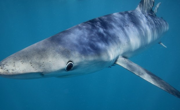 Rekin na zachodnim wybrzeżu Portugalii. Co się dzieje na plażach?