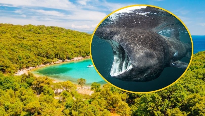 Rekin olbrzymi, drugi pod względem wielkości gatunek rekinów na świecie, został zauważony w pobliżu chorwackiej wyspy Cres /Shutterstock