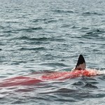 Rekin pożarł Rosjanina na oczach turystów