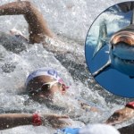 Rekin przerwał pływacki maraton. Zawodnik został ranny