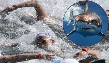 Rekin przerwał pływacki maraton. Zawodnik został ranny