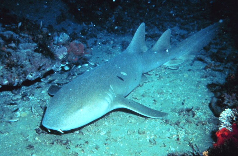 Rekin wąsaty większość życia spędza na dnie morza /Wikipedia /materiały prasowe