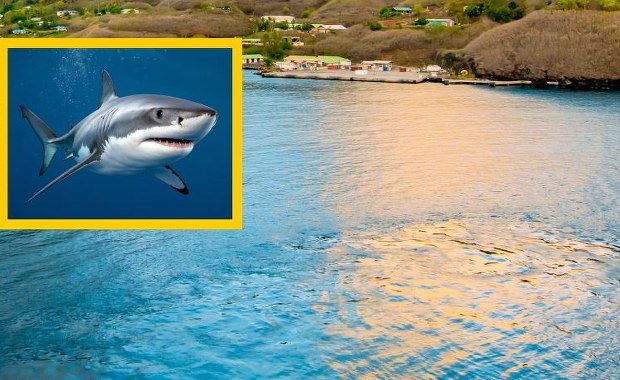 Rekin zaatakował 7-latka. Chłopiec z poważnymi obrażeniami trafił do szpitala