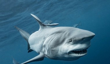 Rekin zaatakował na rajskiej plaży. Tragiczny finał