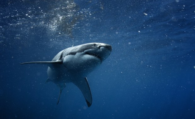 Rekin zaatakował surfera. Trwa akcja poszukiwawcza 