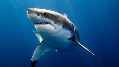 Rekin zabił nastolatka u wybrzeży Australii