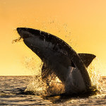 Rekiny atakują surferów, bo... mylą ich z fokami
