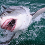 ​Rekiny coraz częściej atakują ludzi. Możliwe wyjaśnienie przeraża...