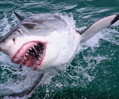 ​Rekiny coraz częściej atakują ludzi. Możliwe wyjaśnienie przeraża...