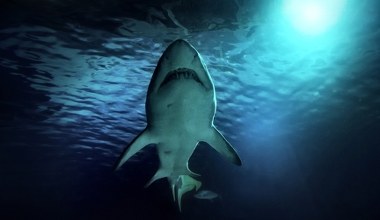 Rekiny już nie będą takie groźne? Nowe materiały mogą ocalić życie
