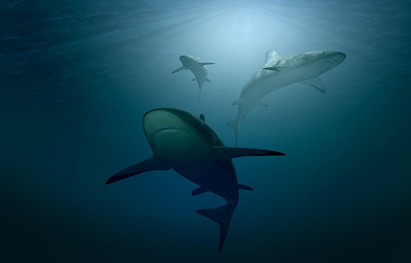 Rekiny kończą w karmie dla zwierząt /Pixabay.com
