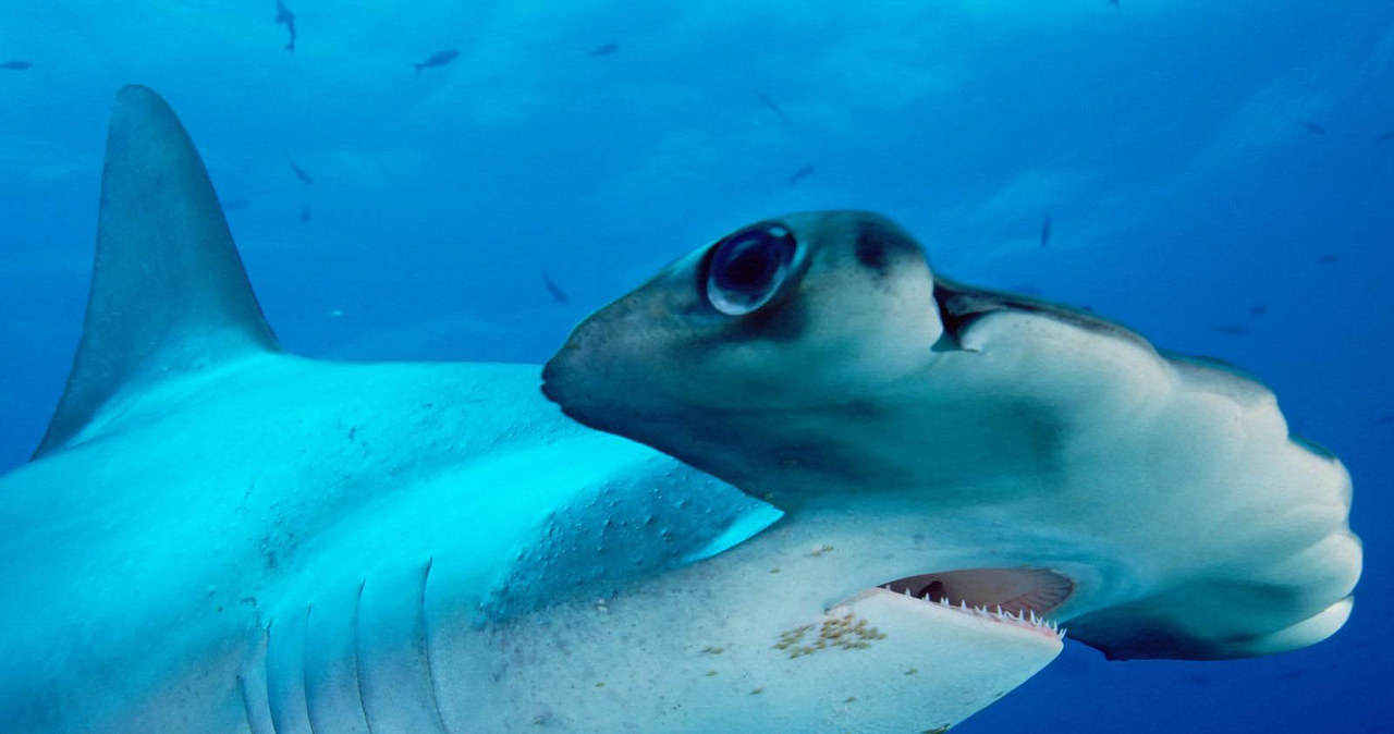 Rekiny mają oczy z boku, więc musza okrążyć obiekt, aby go dobrze obejrzeć /AFP