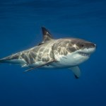 CITES Rekiny nagle zaczęły znikać. Potrzebna była radykalna zmiana prawa