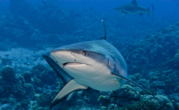 Rekiny pod lupą satelitów. Turystyczny kraj wdraża przełomowy program