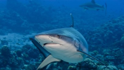 Rekiny pod lupą satelitów. Turystyczny kraj wdraża przełomowy program