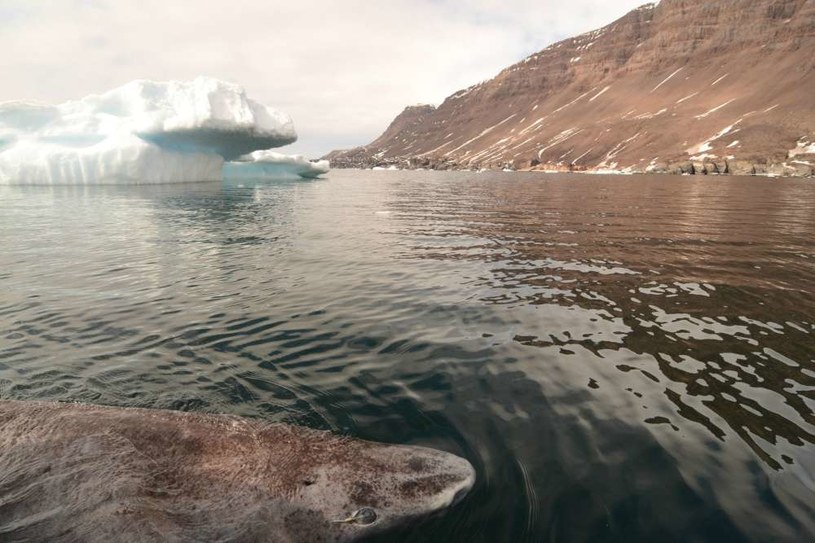 Rekiny polarne są najbardziej długowiecznymi kręgowcami na Ziemi /fot. Julius Nielsen /materiały prasowe