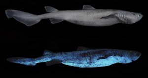 Rekiny świecące w ciemności. Niesamowite odkrycie naukowców
