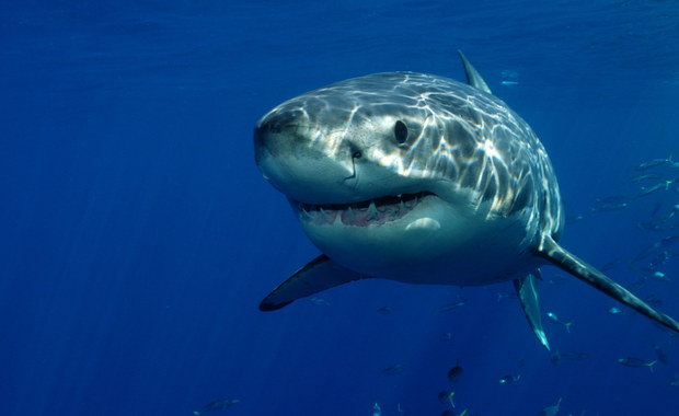Rekiny uzależnione od kokainy? To wina przemytników