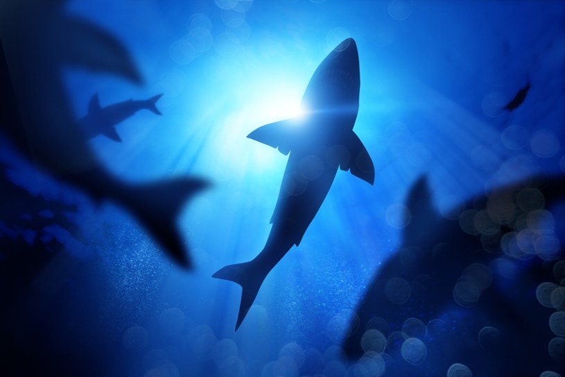 Rekiny w Brazylii są na haju. Niebezpieczne odkrycie naukowców