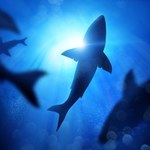 Rekiny w Brazylii są na haju. Niebezpieczne odkrycie naukowców