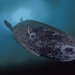 Rekiny z Grenlandii pomogą ludziom? Świetny wzrok mimo 100 lat na karku