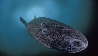 Rekiny z Grenlandii pomogą ludziom? Świetny wzrok mimo 100 lat na karku