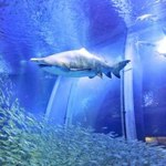 Rekiny zamieszkają w Warszawie