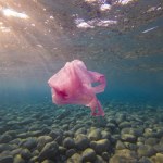 Reklamówka rozpłynie się w wodzie. Wystarczy kilka godzin