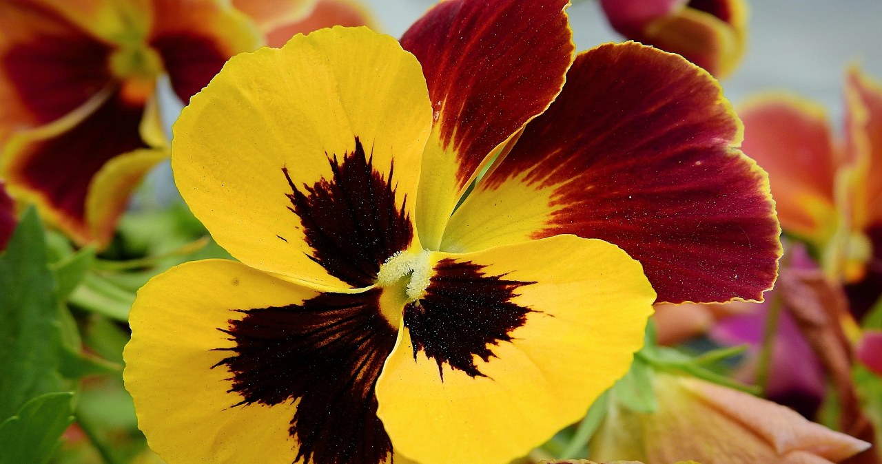 Рекомендується поливати братки регулярно, але помірно /pixabay.com