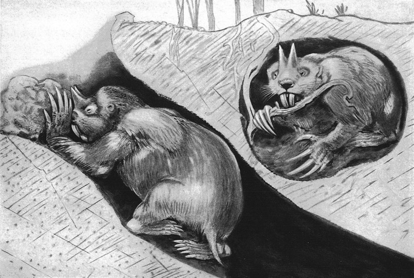 Rekonstrukcja gryzonia z rodzaju Ceratogaulus /Smithsonian /Wikimedia