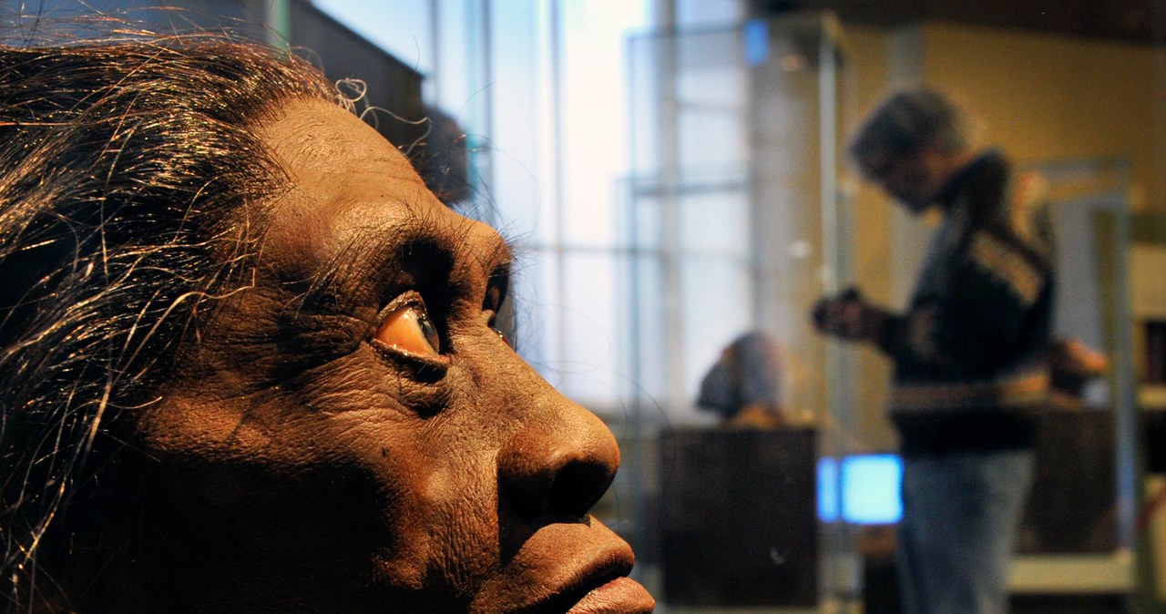 Rekonstrukcja homo floresiensis /Getty Images