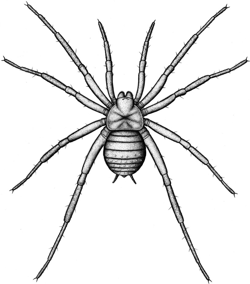 Rekonstrukcja możliwego wyglądu pająka Arthrolycosa wolterbeeki /Dunlop, J.A. Pierwszy paleozoiczny pająk (Arachnida: Araneae) z Niemiec. PalZ (2023). https://doi.org/10.1007/s12542-023-00657-7/Open Access /materiały prasowe