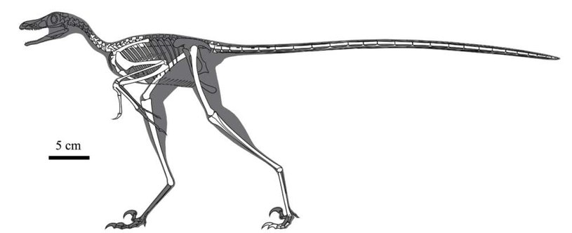 Rekonstrukcja szkieletu nowo odkrytego dinozaura Zhongjianosaurus yangi /fot. Vertebrata PalAsiatica /materiały prasowe