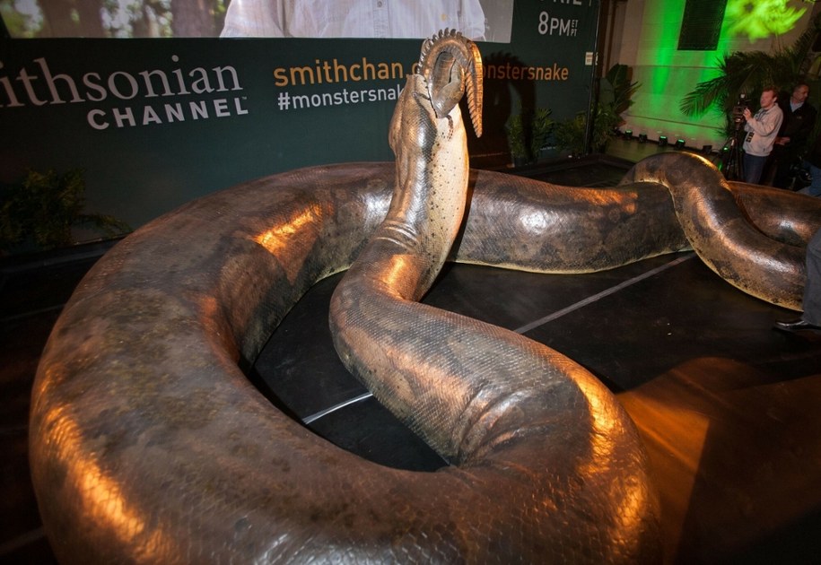 Rekonstrukcja węża w Smithsonian Institution /Erik Pendzich/Rex / Rex Features/EAST NEWS /East News