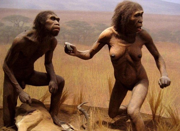 Rekonstrukcja wyglądu Homo habilis, od którego H. floresiensis się wywodzą /MWMedia