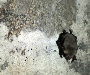 Rekord nietoperzy w Ojcowskim Parku Narodowym