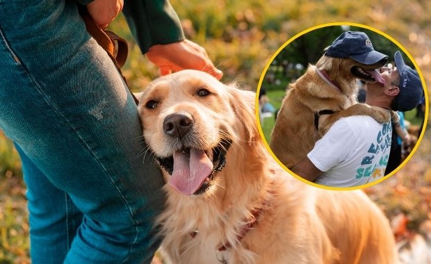 Rekord świata pobity. Tysiące golden retrieverów zebrały się w jednym parku