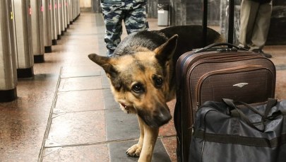 Rekordowa ilość broni wykrytej w bagażach podręcznych na lotniskach